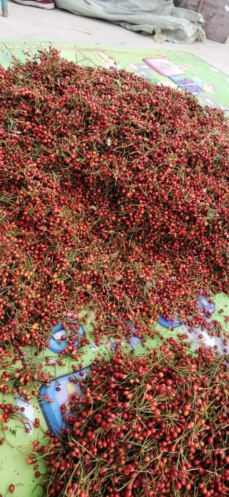 无刺蔷薇种子，蔷薇杆子