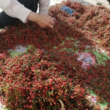 无刺蔷薇种子，蔷薇杆子