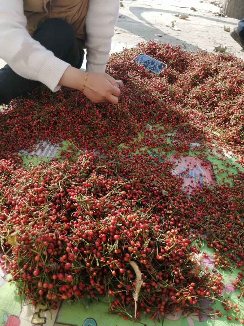 无刺蔷薇种子，蔷薇杆子