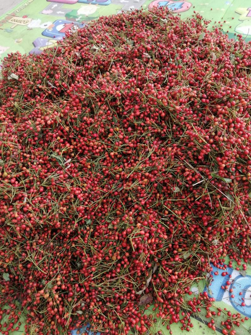 无刺蔷薇种子，蔷薇杆子
