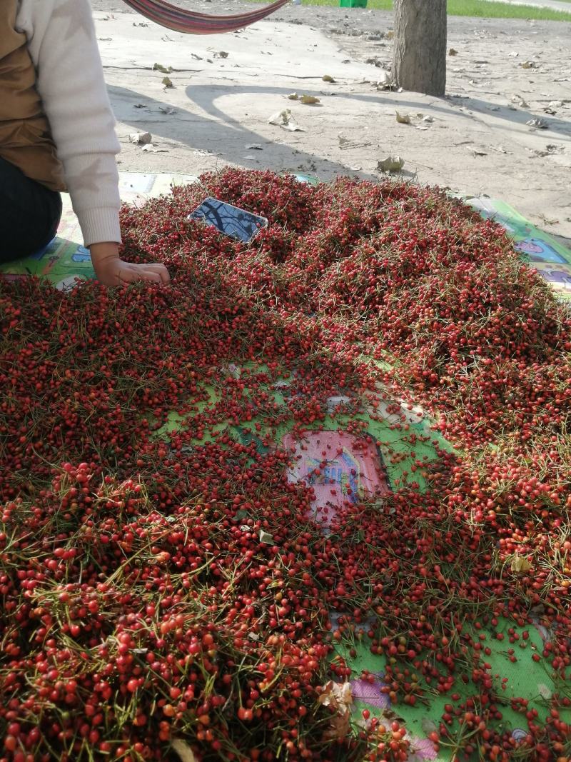 无刺蔷薇种子，蔷薇杆子
