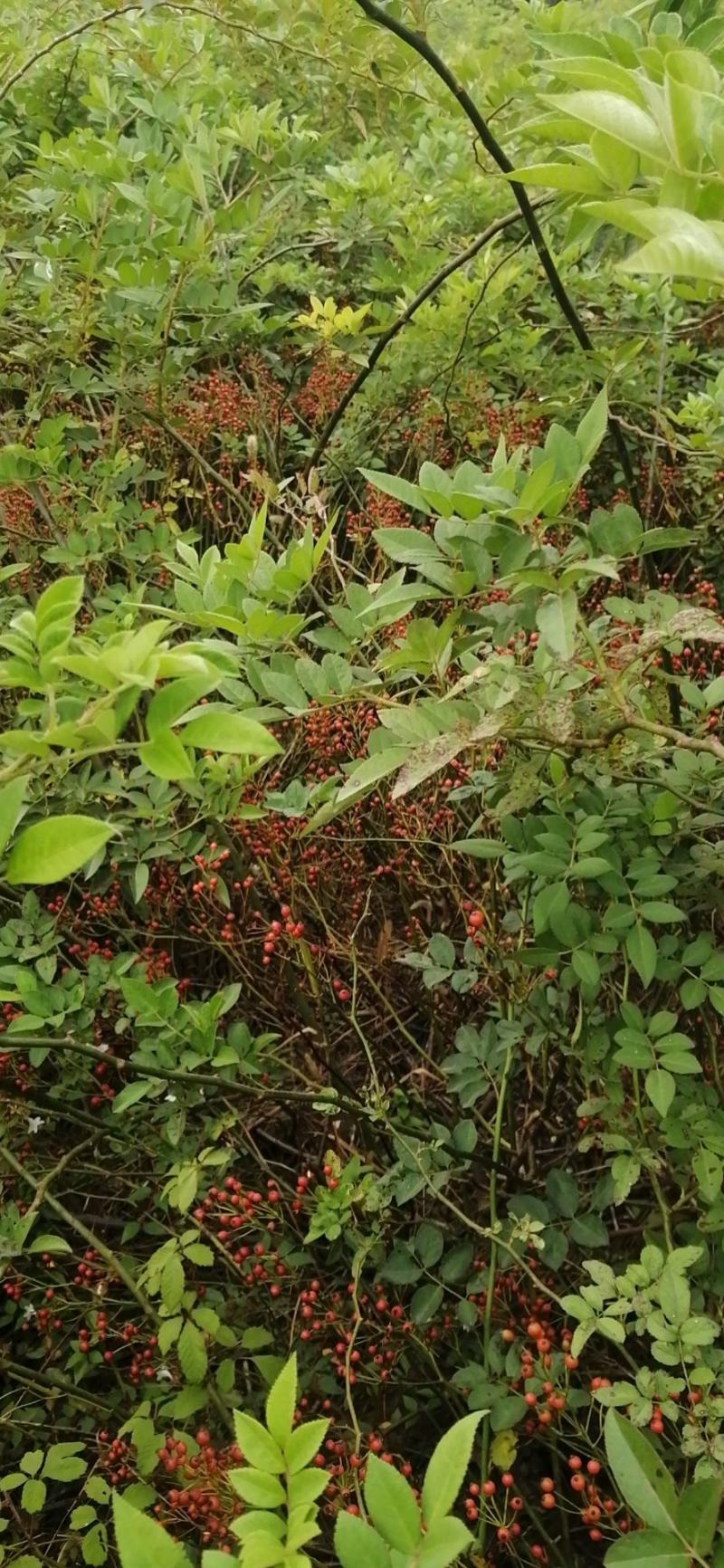无刺蔷薇种子，蔷薇杆子