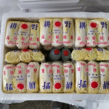 娃娃菜河南大量上市需要的来