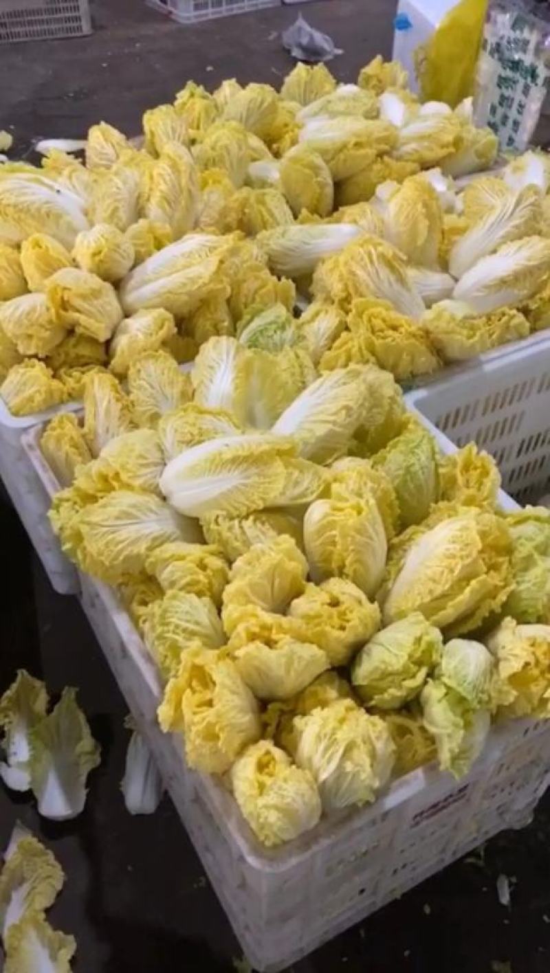 娃娃菜河南大量上市需要的来