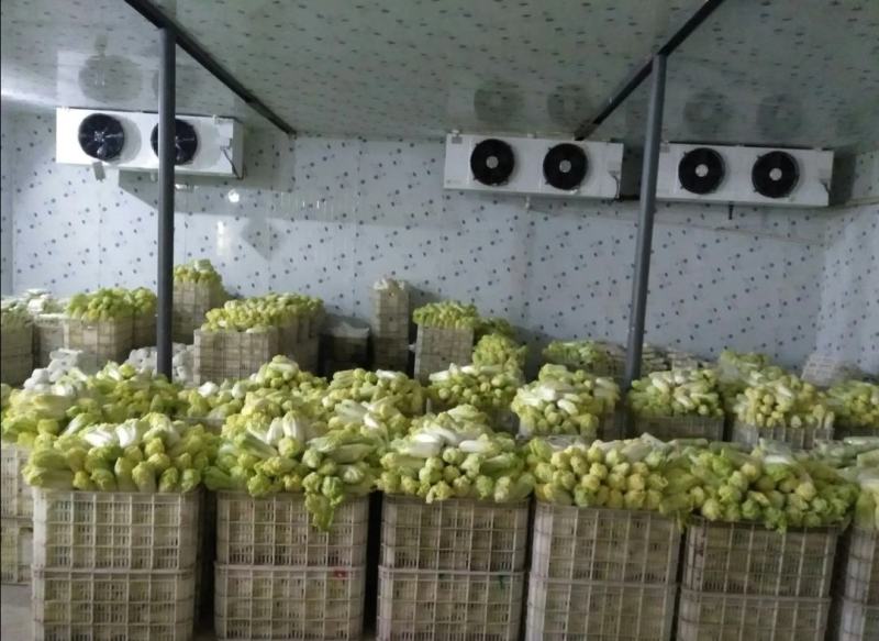 娃娃菜河南大量上市需要的来