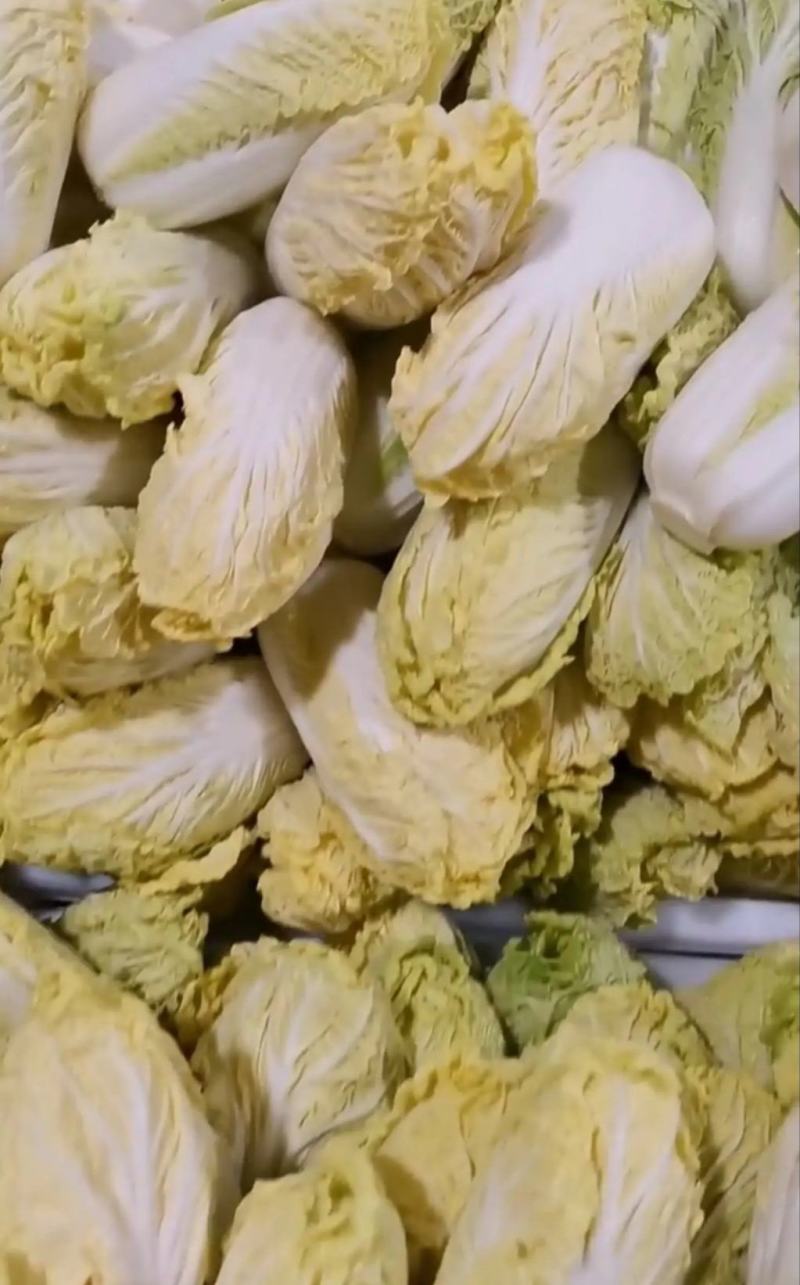 娃娃菜河南大量上市需要的来