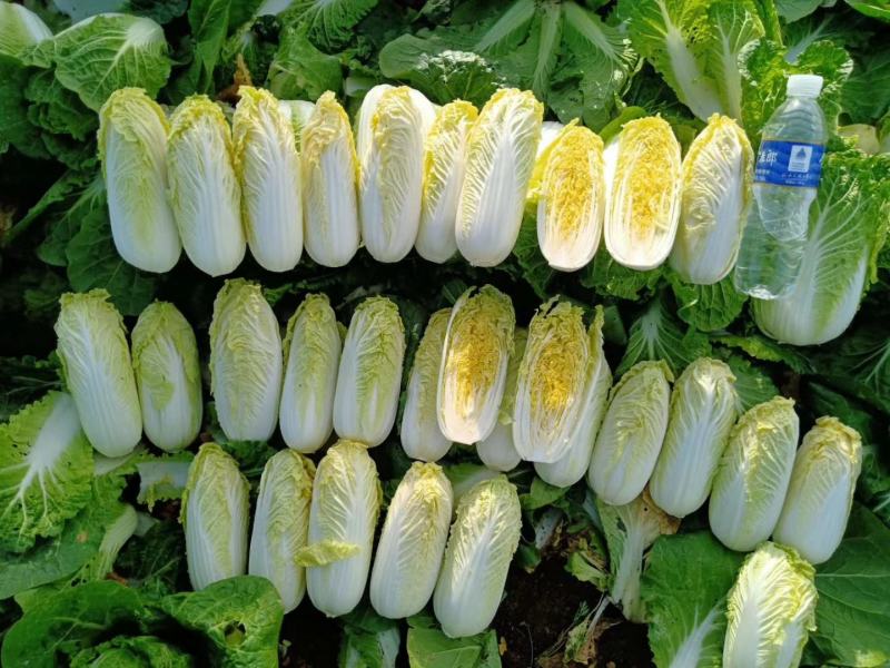 娃娃菜河南大量上市需要的来
