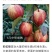 彩虹梨苗，自家嫁接的树苗，品种保纯。.