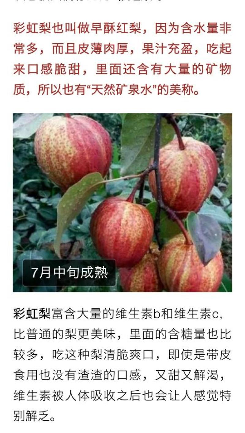 彩虹梨苗，自家嫁接的树苗，品种保纯。.