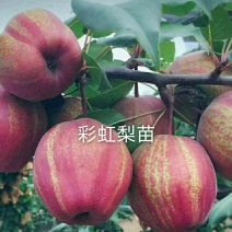 彩虹梨苗，自家嫁接的树苗，品种保纯。.