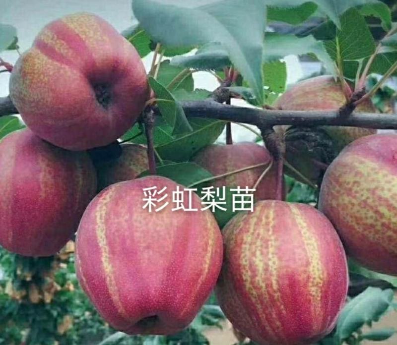 彩虹梨苗，自家嫁接的树苗，品种保纯。.