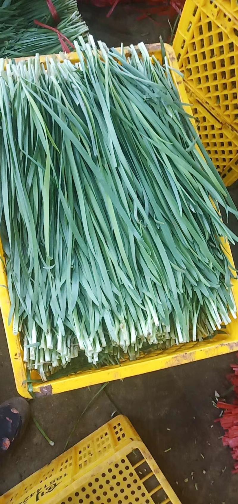 韭菜，精品韭菜，现已大量上市中，大量长期供货，欢迎订购