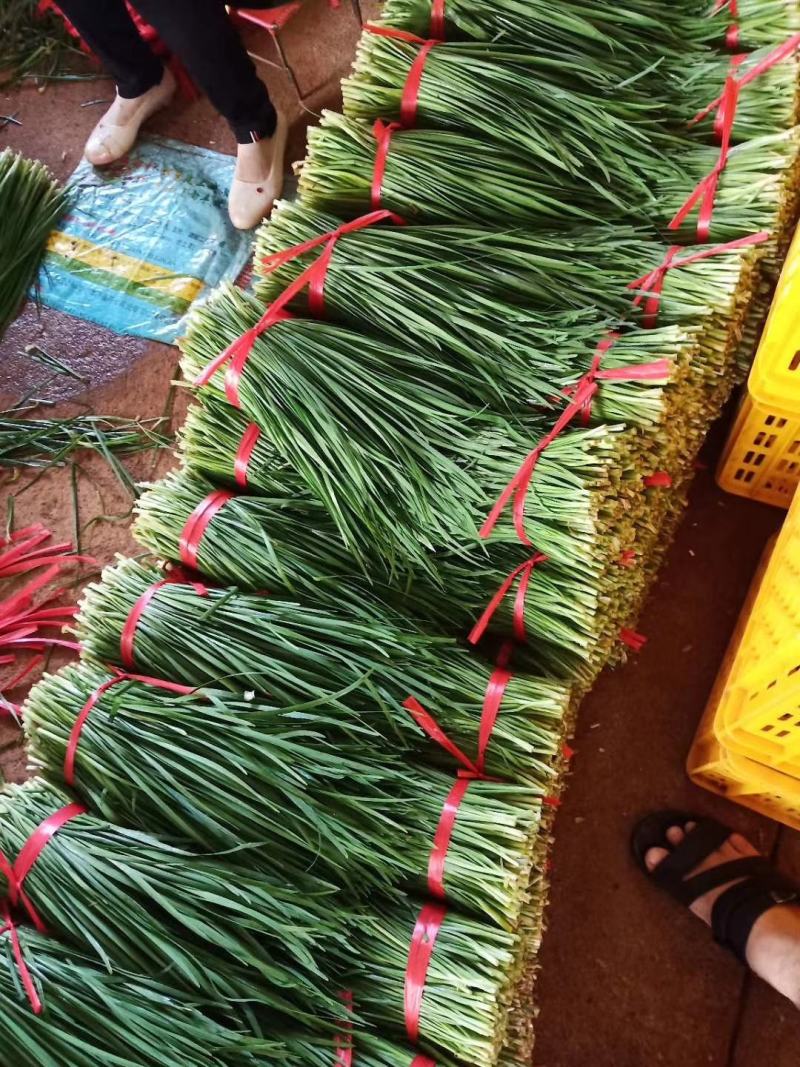 韭菜，精品韭菜，现已大量上市中，大量长期供货，欢迎订购