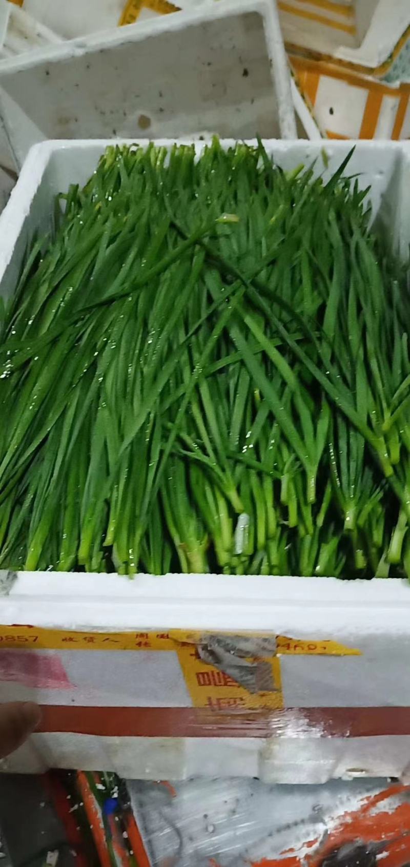 韭菜，精品韭菜，现已大量上市中，大量长期供货，欢迎订购