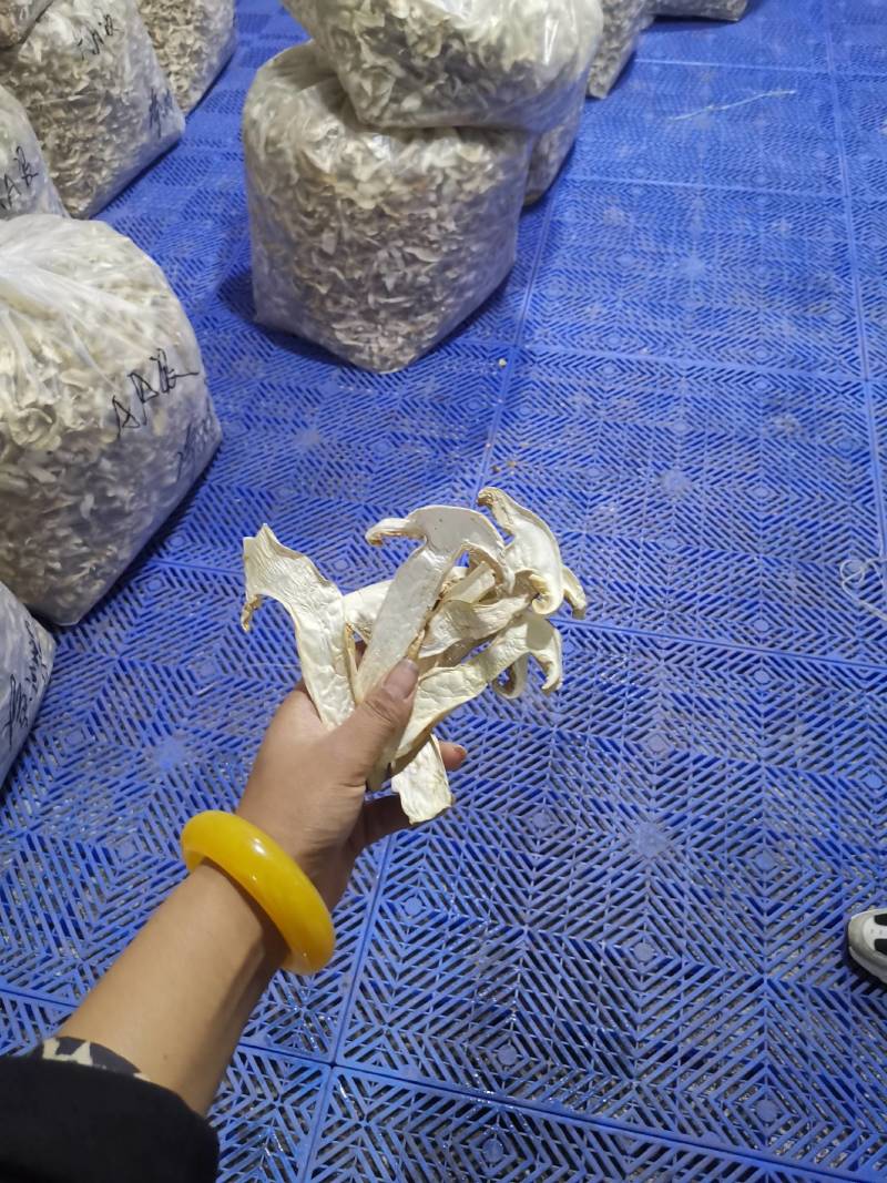 香格里拉松茸干片自烤自销产地直供包邮