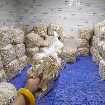 香格里拉松茸干片自烤自销产地直供包邮