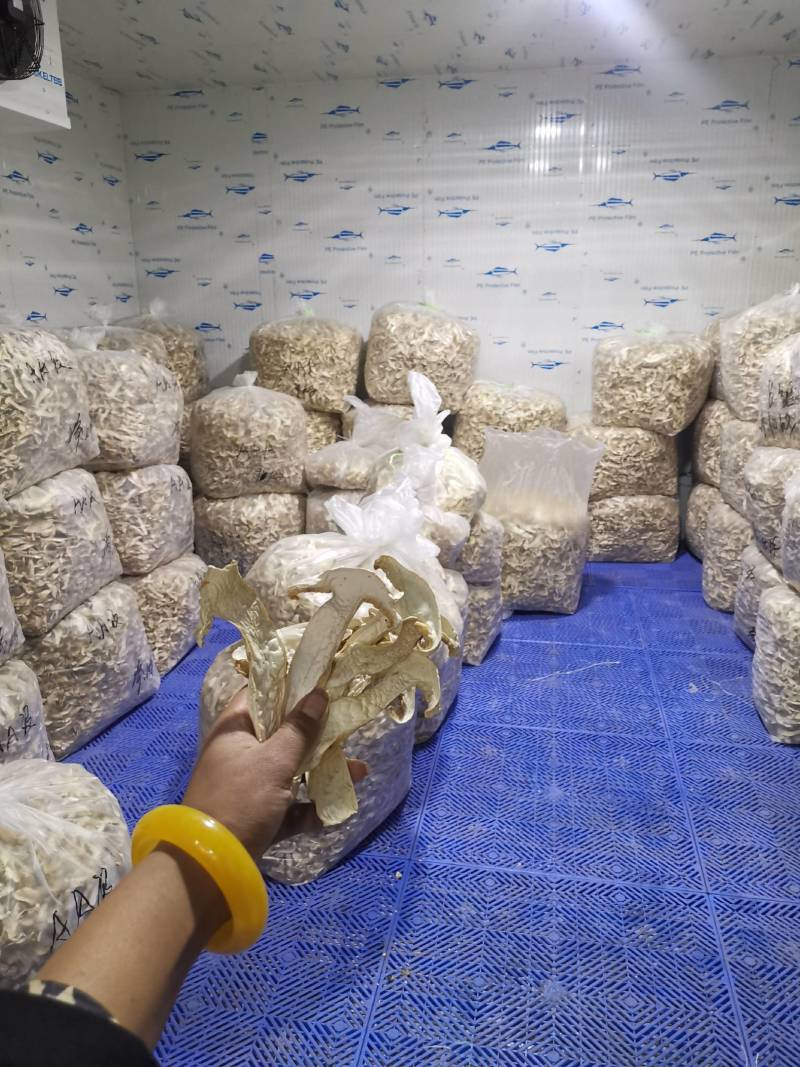 香格里拉松茸干片自烤自销产地直供包邮