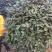 香妃香水山茶花棒棒糖造型一颗起批量大更优惠