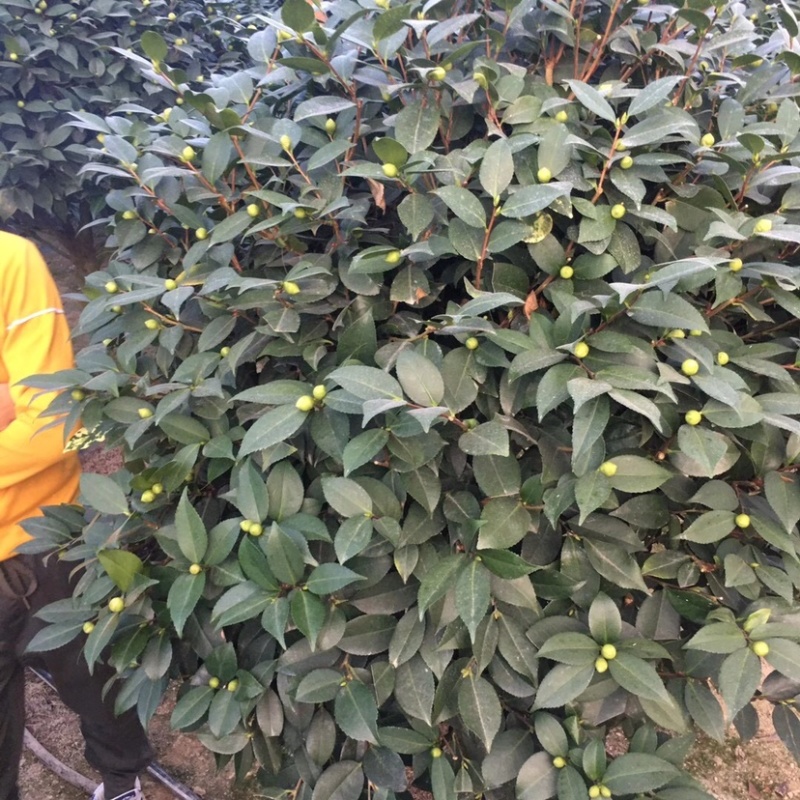香妃香水山茶花棒棒糖造型一颗起批量大更优惠