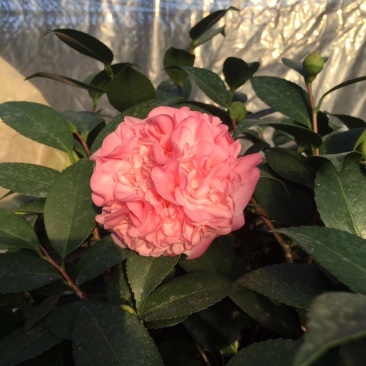 香妃香水山茶花棒棒糖造型一颗起批量大更优惠