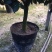 香妃香水山茶花棒棒糖造型一颗起批量大更优惠