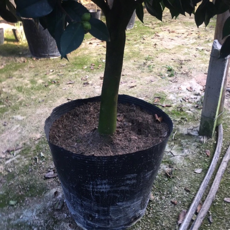 香妃香水山茶花棒棒糖造型一颗起批量大更优惠