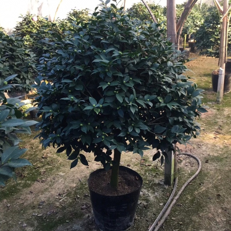 香妃香水山茶花棒棒糖造型一颗起批量大更优惠