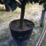 香妃香水山茶花棒棒糖造型一颗起批量大更优惠