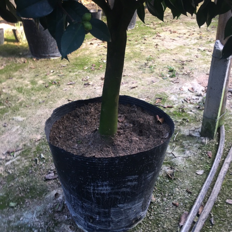 香妃香水山茶花棒棒糖造型一颗起批量大更优惠
