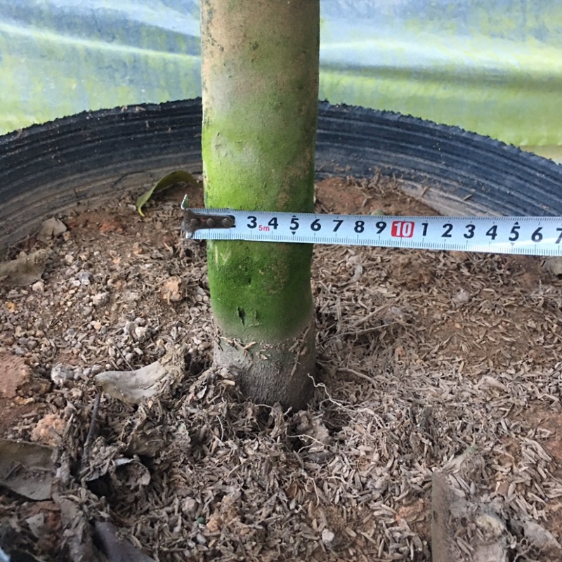 香妃香水山茶花棒棒糖造型一颗起批量大更优惠