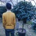 香妃香水山茶花棒棒糖造型一颗起批量大更优惠