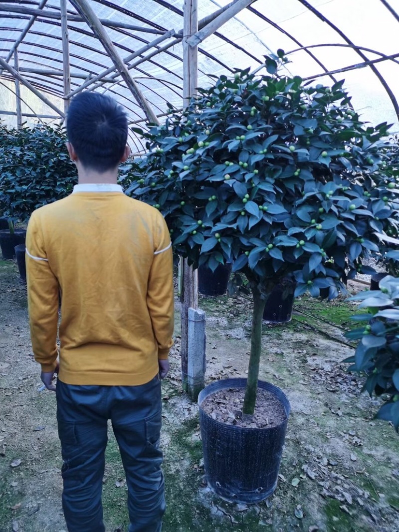 香妃香水山茶花棒棒糖造型一颗起批量大更优惠