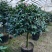 香妃香水山茶花棒棒糖造型一颗起批量大更优惠