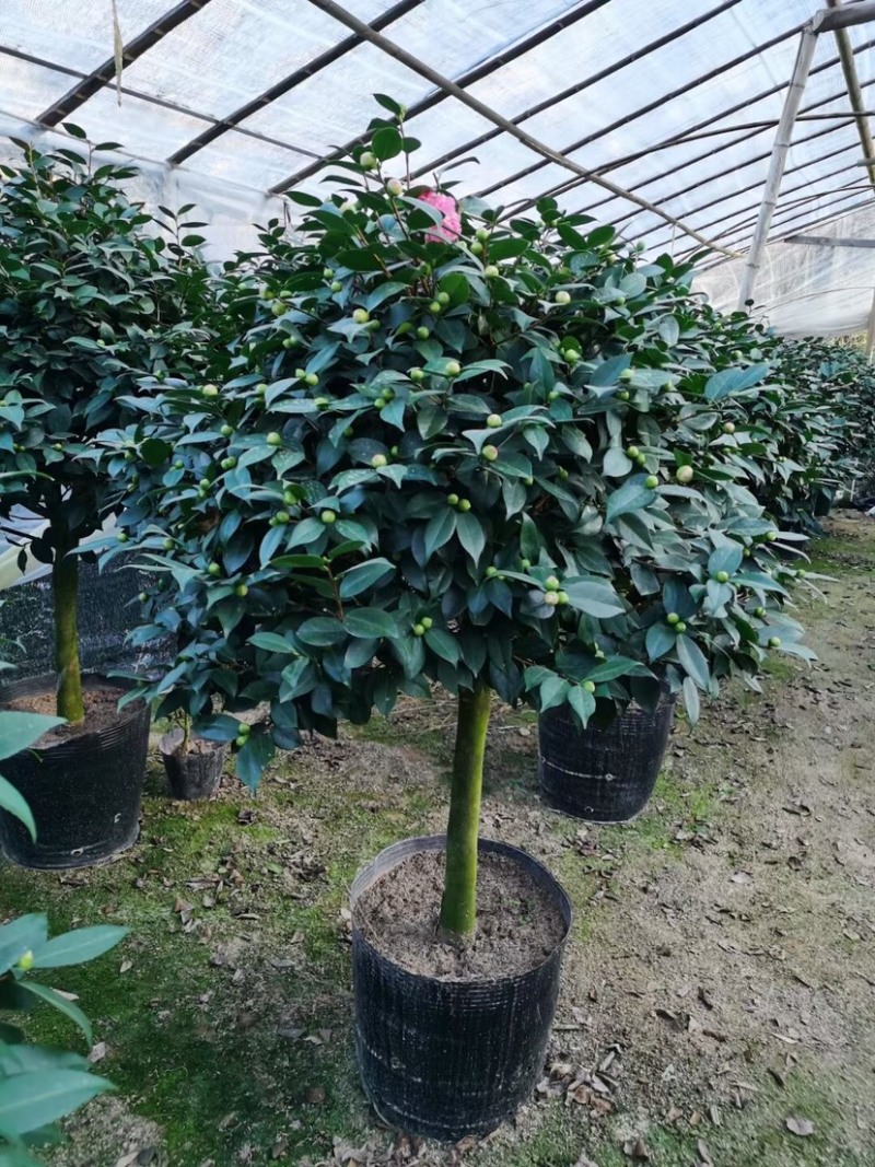 香妃香水山茶花棒棒糖造型一颗起批量大更优惠