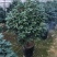 香妃香水山茶花棒棒糖造型一颗起批量大更优惠