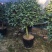 香妃香水山茶花棒棒糖造型一颗起批量大更优惠