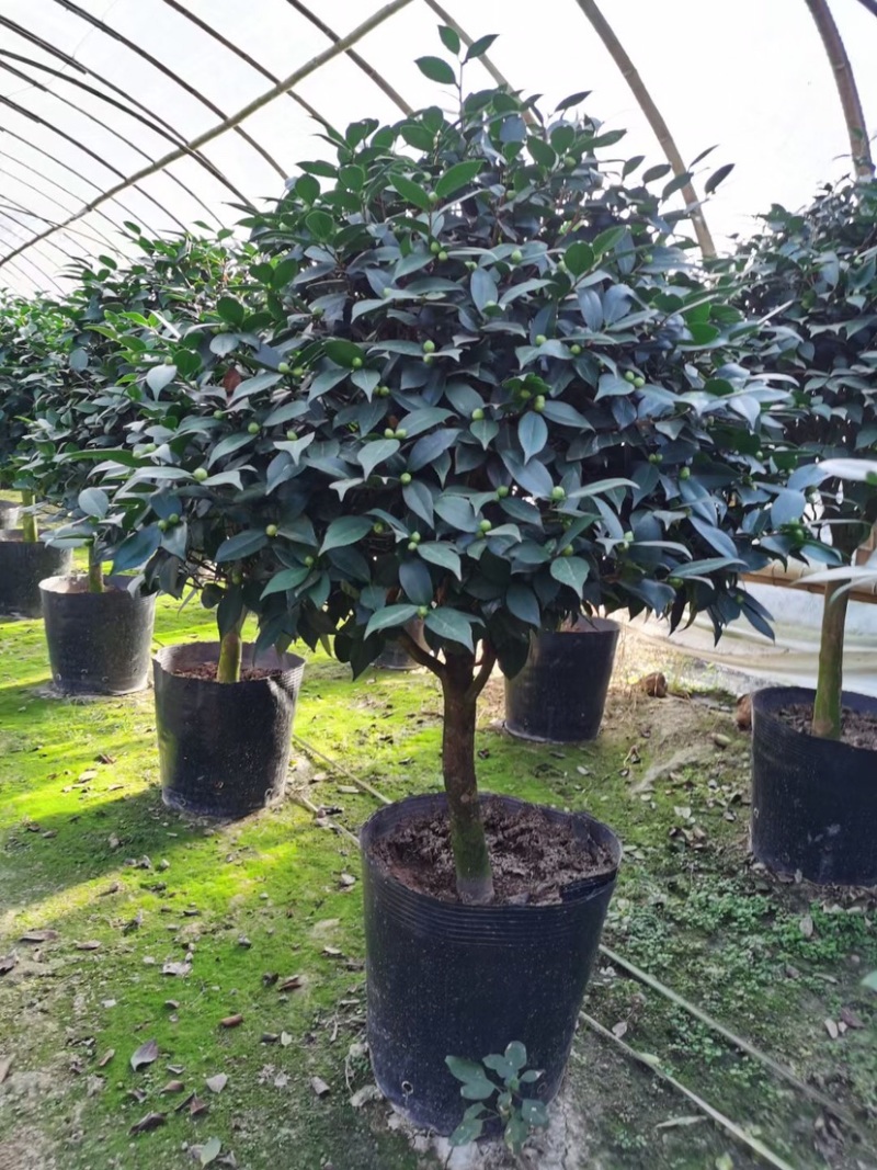 香妃香水山茶花棒棒糖造型一颗起批量大更优惠