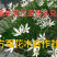 葱兰基地直销大量现货开正规发票全部现挖现卖