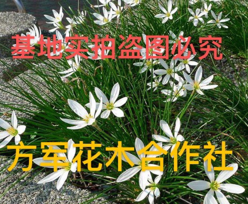 葱兰基地直销大量现货开正规发票全部现挖现卖