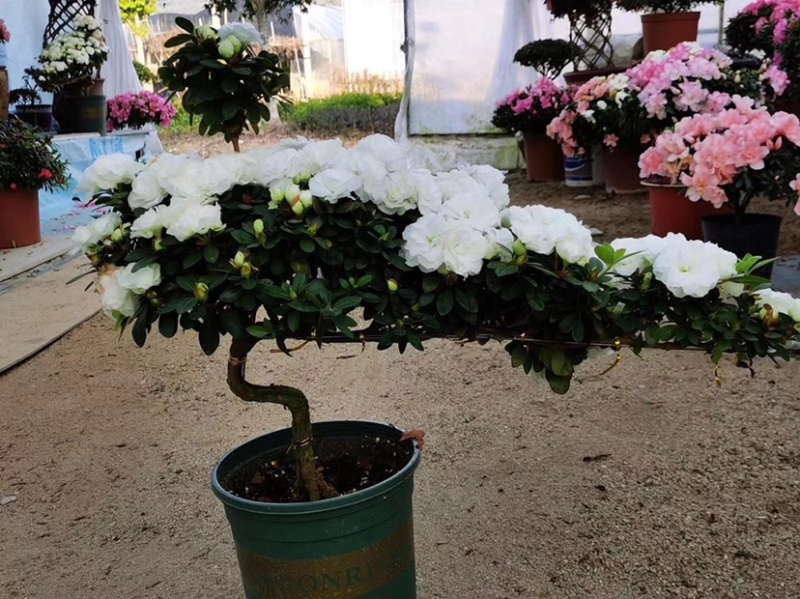 精品造型杜鹃花金凤翘首两盆起批量大更优惠