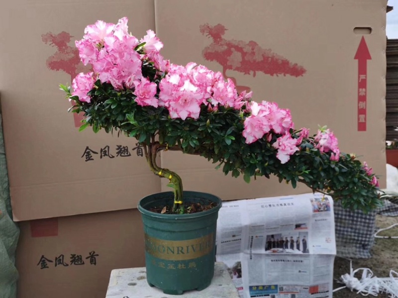 精品造型杜鹃花金凤翘首两盆起批量大更优惠