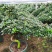 精品造型杜鹃花金凤翘首两盆起批量大更优惠