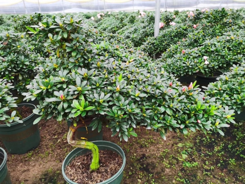 精品造型杜鹃花金凤翘首两盆起批量大更优惠