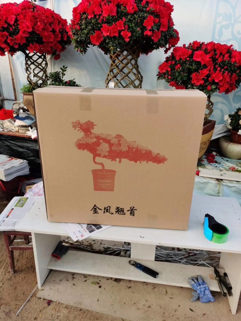 精品造型杜鹃花金凤翘首两盆起批量大更优惠
