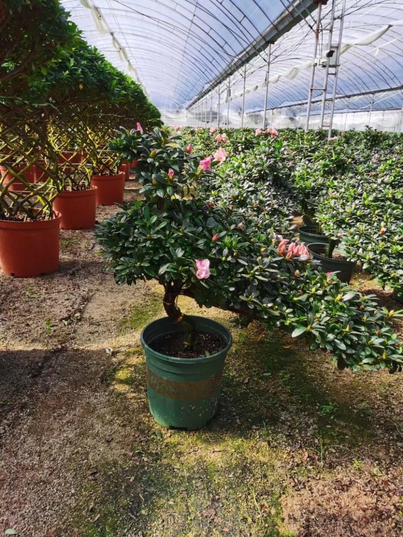 精品造型杜鹃花金凤翘首两盆起批量大更优惠