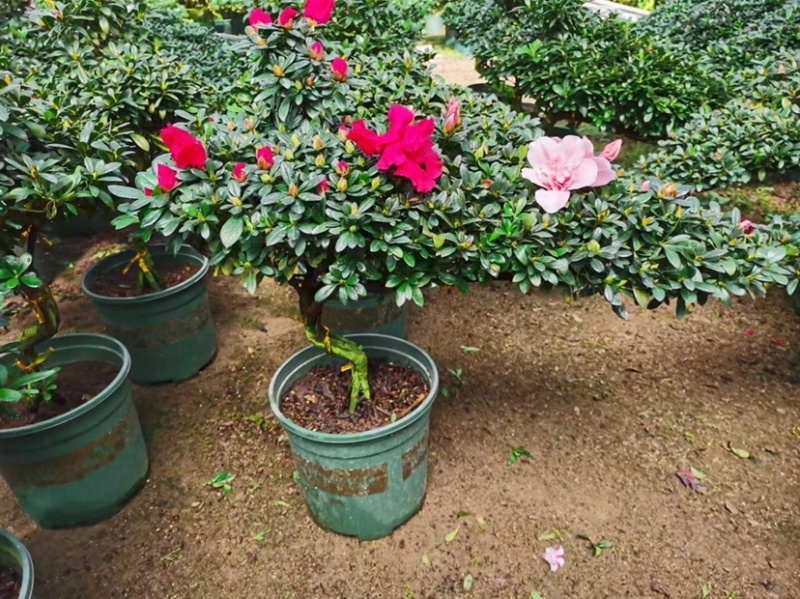 精品造型杜鹃花金凤翘首两盆起批量大更优惠