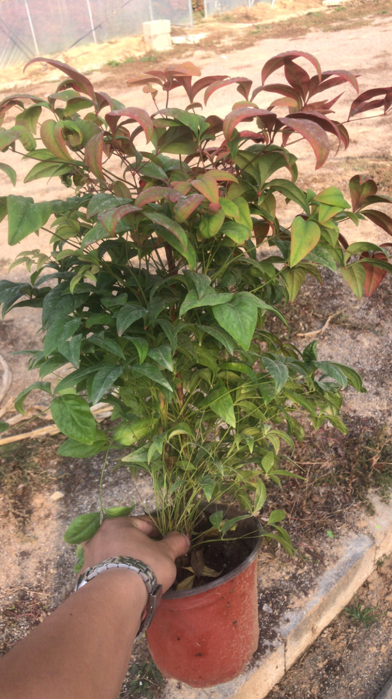优质火焰南天竹基地大量现货供应包运输包存活包技术指导