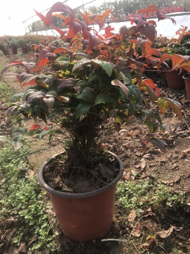 优质火焰南天竹基地大量现货供应包运输包存活包技术指导