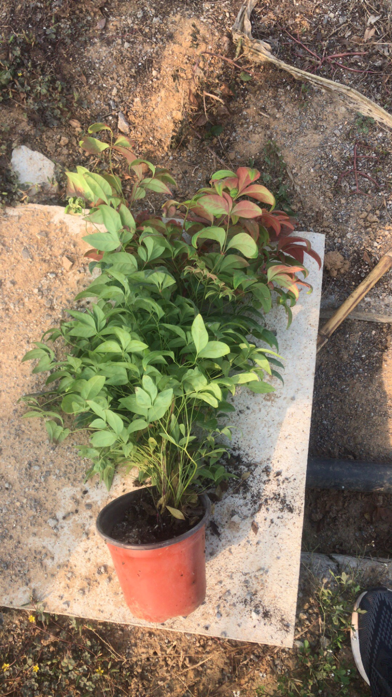 优质火焰南天竹基地大量现货供应包运输包存活包技术指导