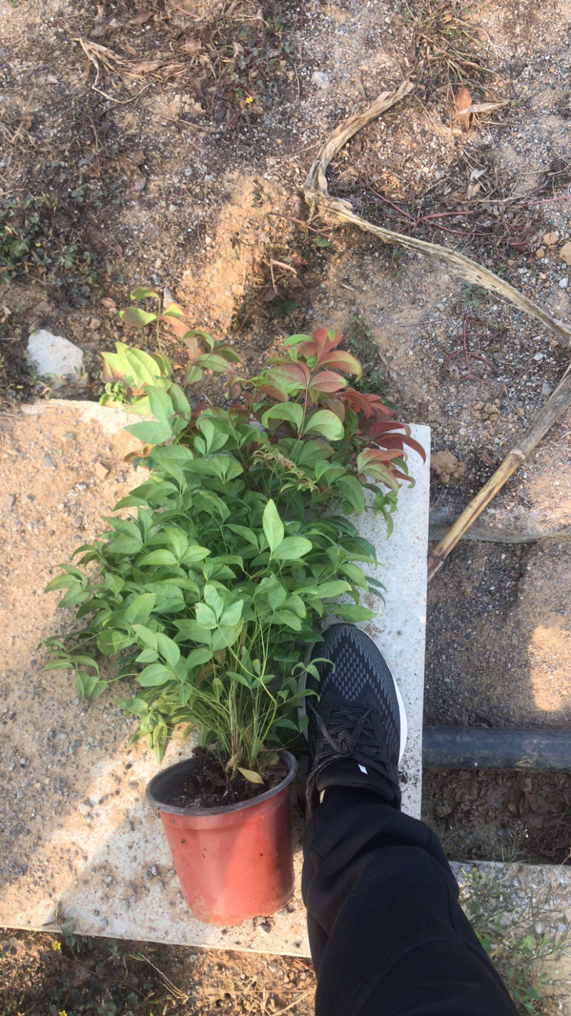 优质火焰南天竹基地大量现货供应包运输包存活包技术指导